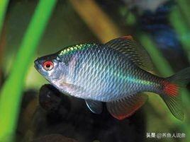 本土观赏鱼中国有哪些_中国本土观赏鱼_本土观赏鱼中国有多少只