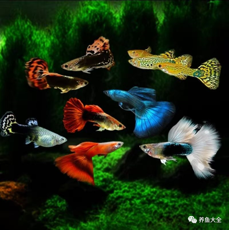 不需要加热的观赏鱼_不需要加热的观赏鱼_不需要加热的观赏鱼
