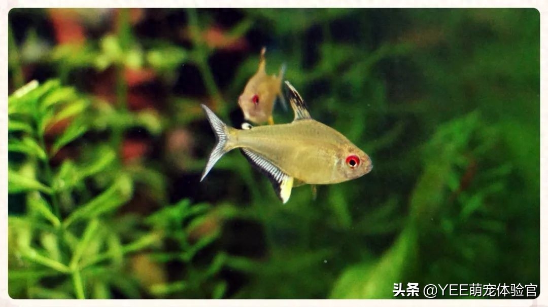 荧光鱼种类_自带观赏荧光鱼的鱼缸_自带荧光的观赏鱼