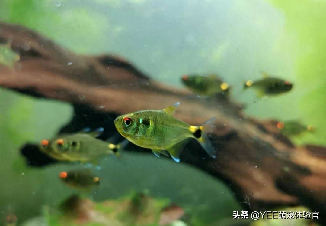 自带荧光的观赏鱼_自带观赏荧光鱼的鱼缸_荧光鱼种类