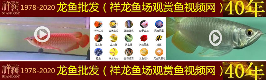银龙鱼除了喂活的东西以外饲料吃什么啊？ 西安观赏鱼批发市场 西安龙鱼第1张