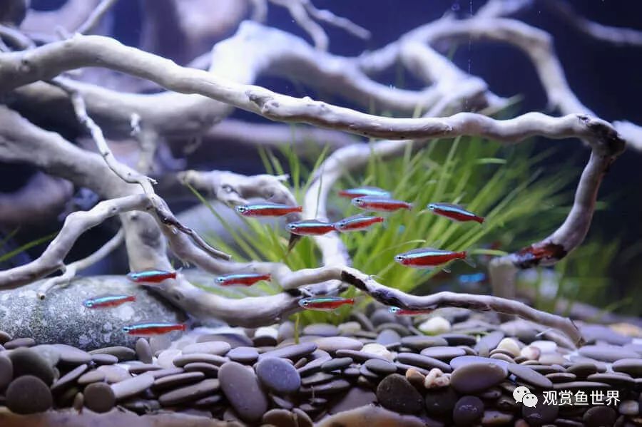 观赏北方养鱼适合什么水草_观赏北方养鱼适合什么水质_适合北方养的观赏鱼