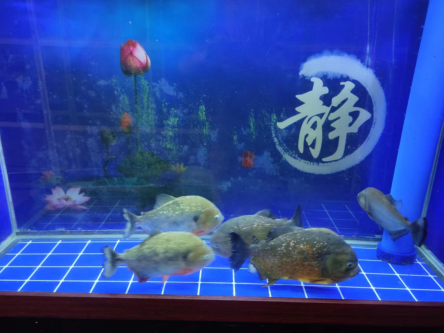 观赏大型鱼类_中大型观赏鱼排行榜_中大型观赏鱼大全
