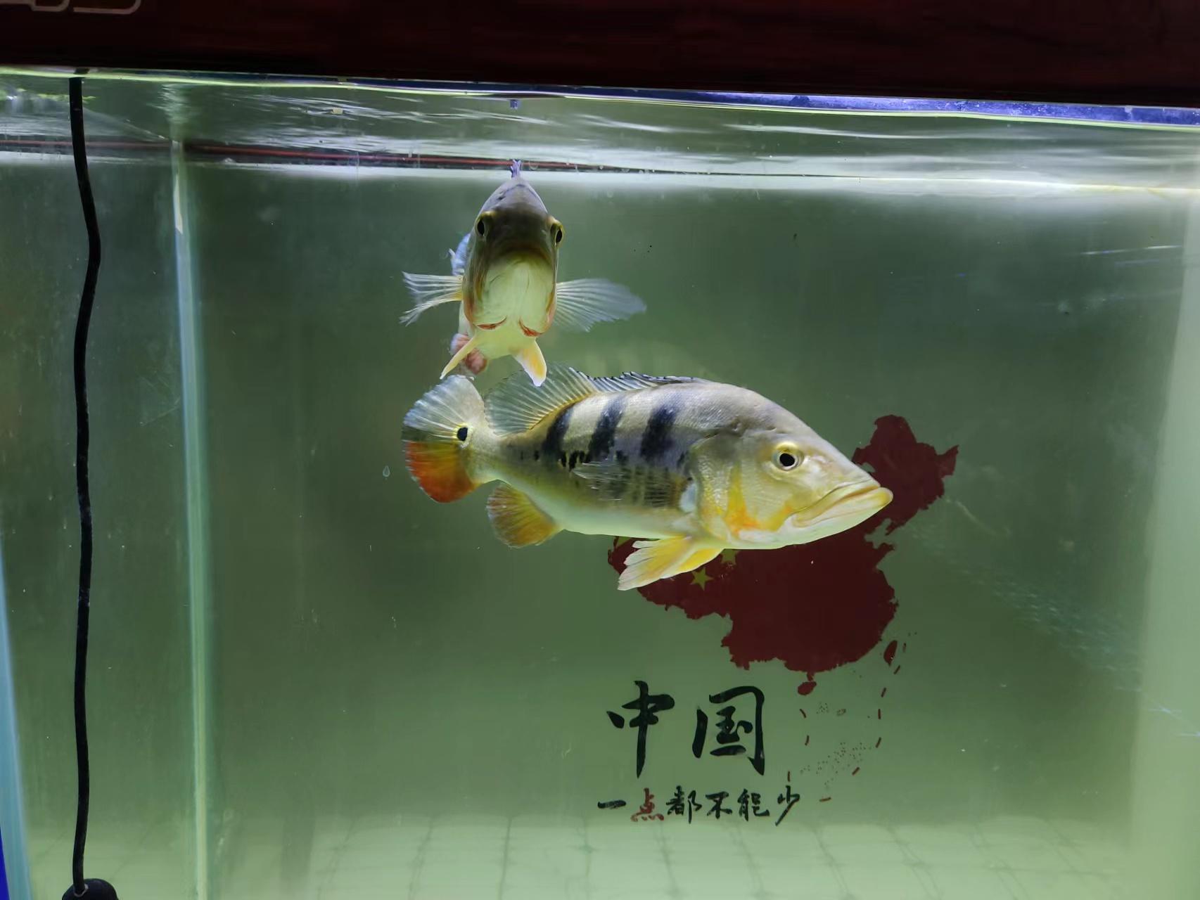 中大型观赏鱼大全_中大型观赏鱼排行榜_观赏大型鱼类