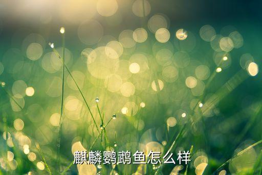 鱼麒麟鱼缸怎么样_麒麟鱼观赏鱼_鱼的麒麟