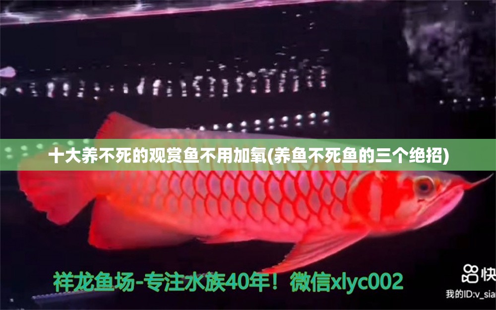 不易跳缸的观赏鱼_缸观赏跳鱼易繁殖吗_跳缸的鱼