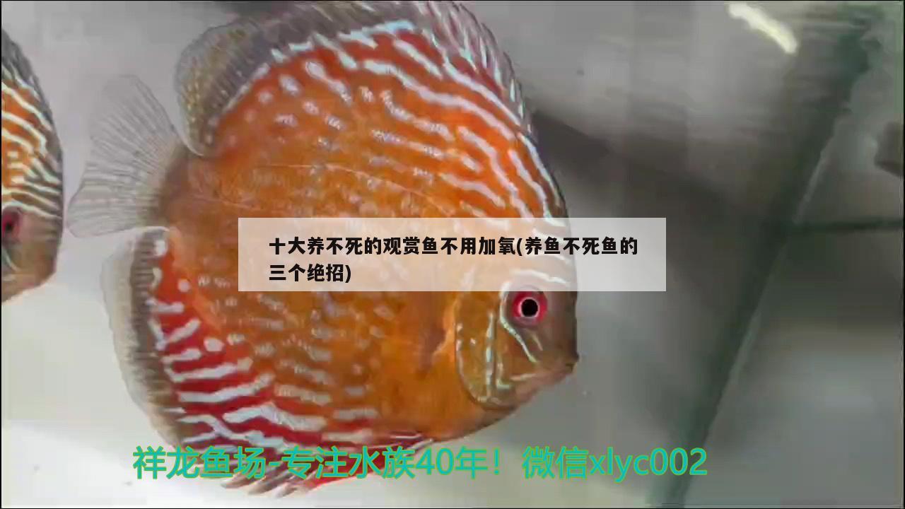 缸观赏跳鱼易繁殖吗_不易跳缸的观赏鱼_跳缸的鱼