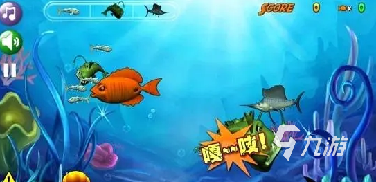 观赏鱼吃什么食物长得快_吃鱼的观赏鱼_观赏鱼吃什么饲料