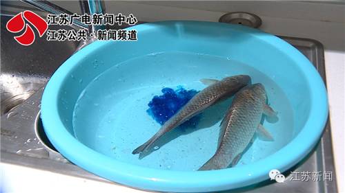 观赏鱼鱼卵孵化要几天_观赏鱼鱼卵几天变小鱼_观赏鱼鱼卵