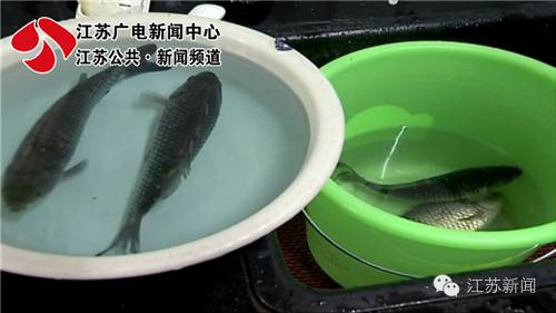 观赏鱼鱼卵几天变小鱼_观赏鱼鱼卵孵化要几天_观赏鱼鱼卵