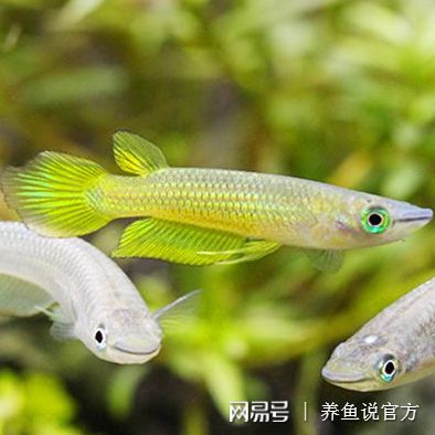 网红观赏鱼_观赏虾可以和鱼混养吗_红鱼观赏鱼