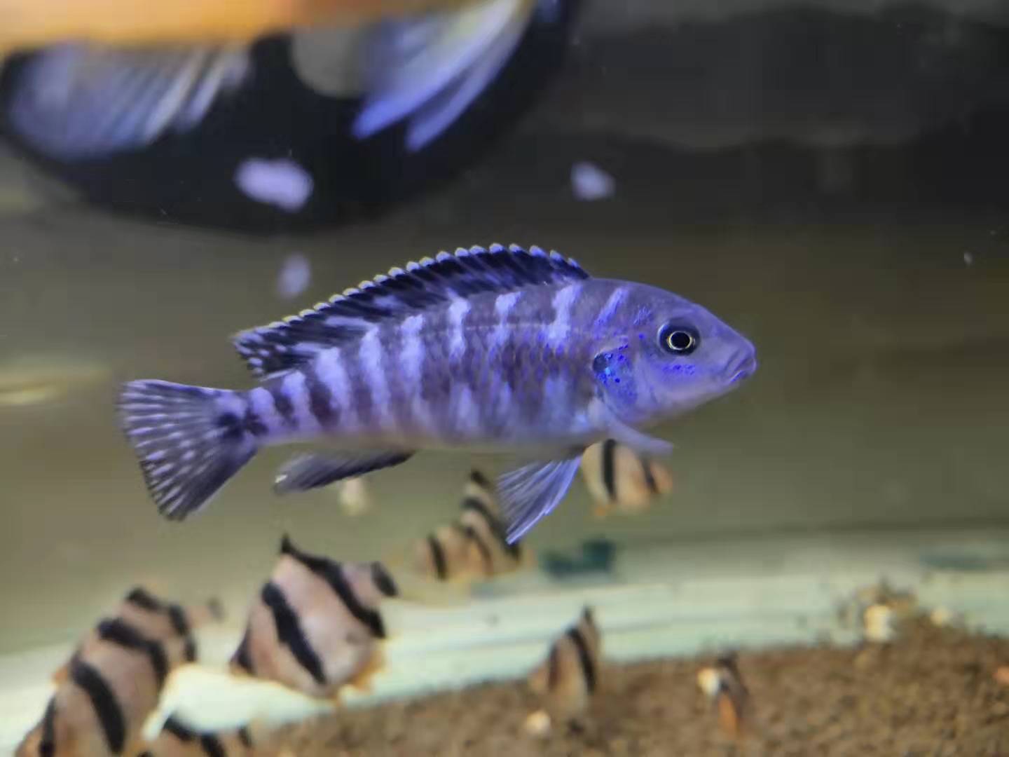 鱼鳍特别长的观赏鱼_观赏鱼长鱼鳍吗_观赏鱼鱼鳍根部发红怎么治