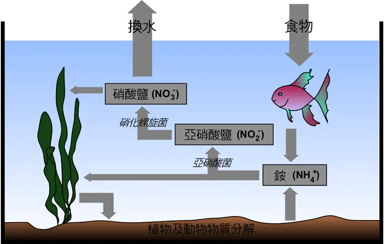 适合新手养的小型观赏鱼_观赏新手小型养鱼适合什么鱼_养小型观赏鱼要什么装备