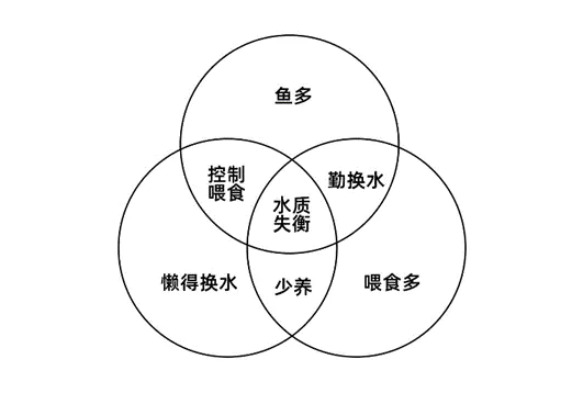 观赏新手小型养鱼适合什么鱼_养小型观赏鱼要什么装备_适合新手养的小型观赏鱼