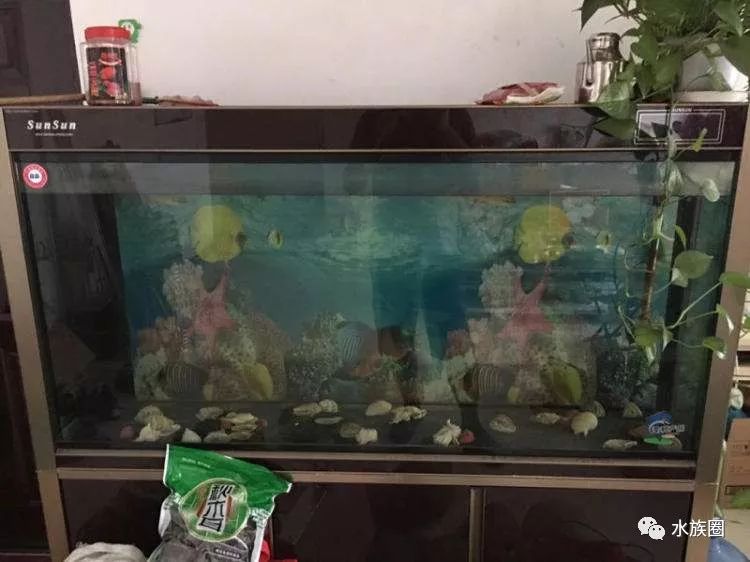 观赏鱼最凶猛的鱼_凶狠观赏鱼_观赏鱼凶猛程度排名
