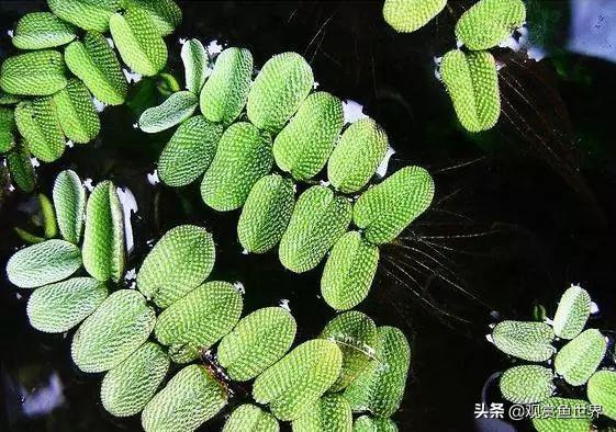 鱼缸里繁殖的鱼_鱼缸里能繁殖的观赏鱼有哪些_鱼缸里鱼能产子吗