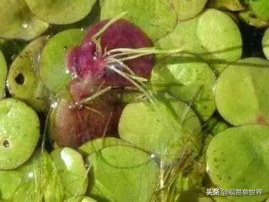 鱼缸里繁殖的鱼_鱼缸里鱼能产子吗_鱼缸里能繁殖的观赏鱼有哪些
