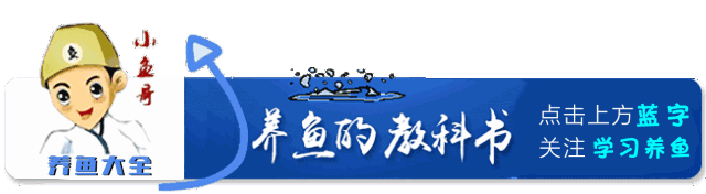 如何养小观赏鱼_养观赏鱼鱼_观赏鱼小型好养