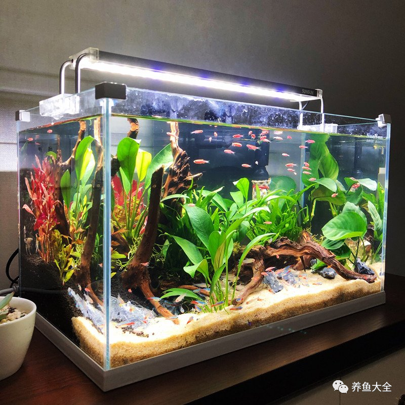 养观赏鱼鱼_如何养小观赏鱼_观赏鱼小型好养